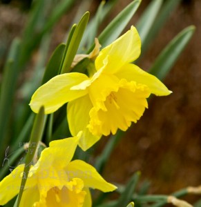 Kimberly Van Diepen Stampin' Up! Demonstrator