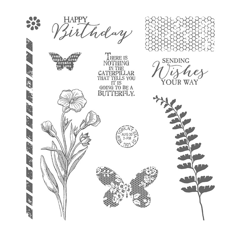 butterfly basics
