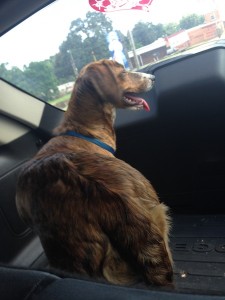 Brin, Plott Hound, Van Diepen