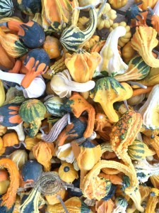 Gourds, Kimberly Van Diepen,