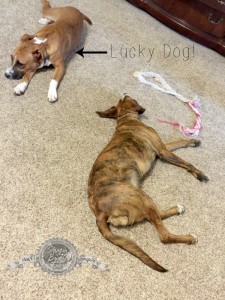 Lucky Dogs
