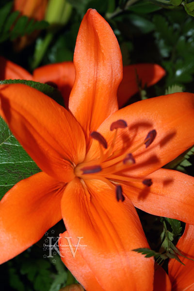 Nana's Flowers